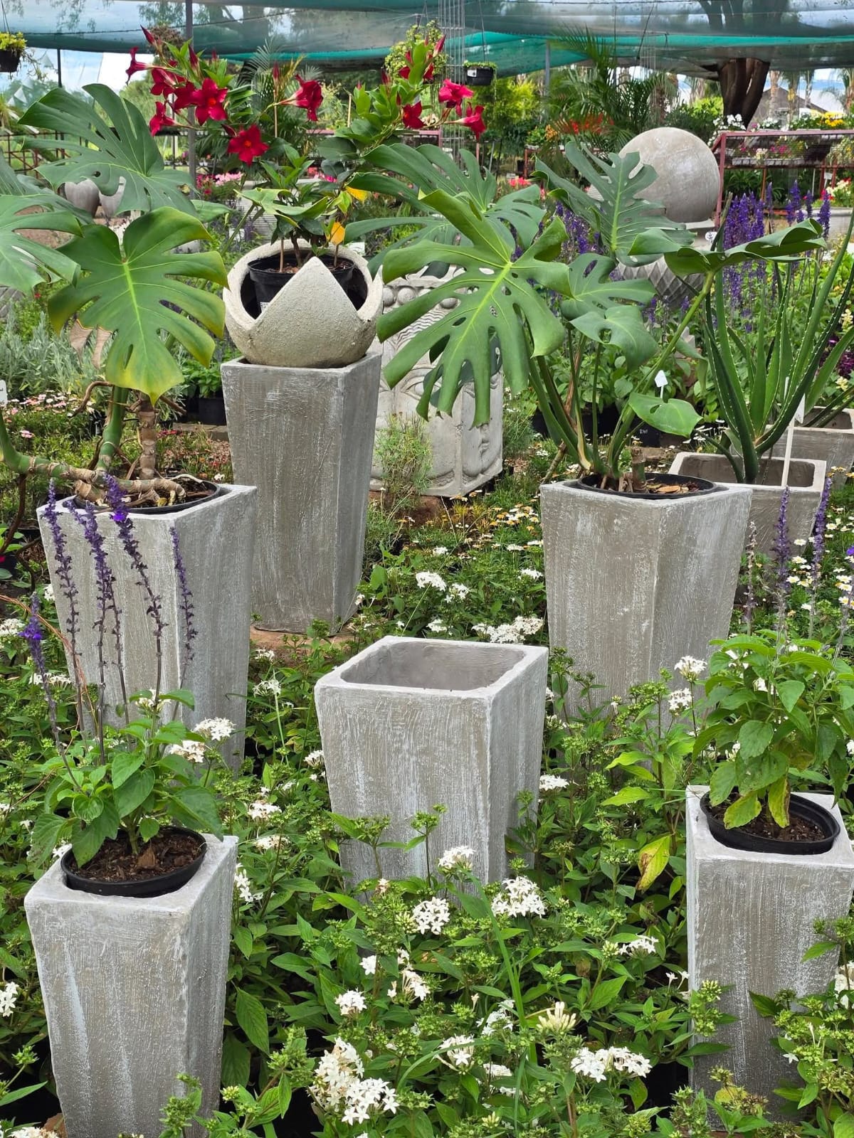Monstera plants in pots